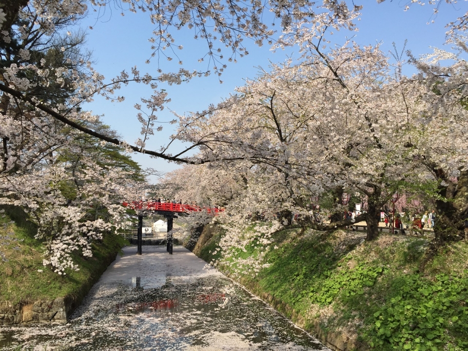 ▲ 아오모리 히로사키 벚꽃축제.
