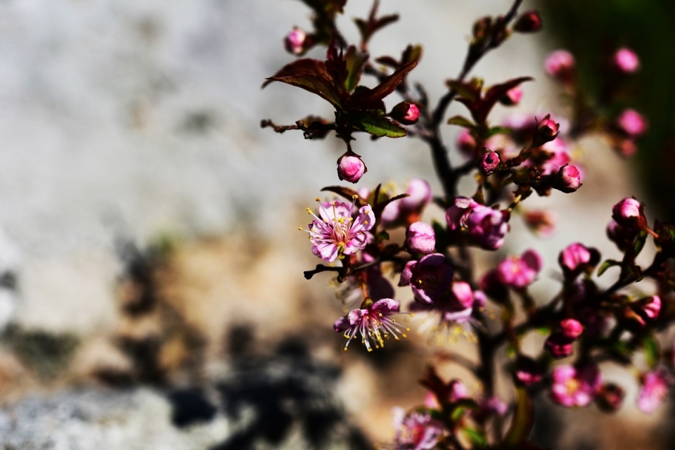 ▲ 미니벚나무의 꽃이 피는 모습. 사진=난대아열대산림연구소.
