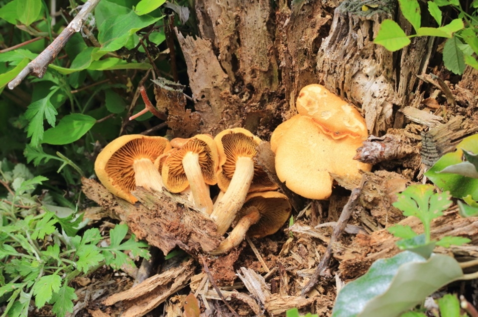 ▲ 국내미기록종으로 보고된 미치광이버섯 속의 버섯(Gymnopilus crociphyllus). 사진=세계유산본부