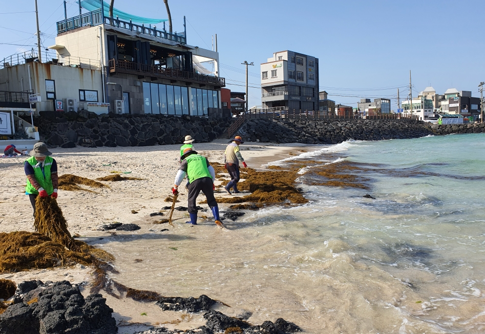 한림읍, 해안가 괭생이 모자반 수거작업 실시