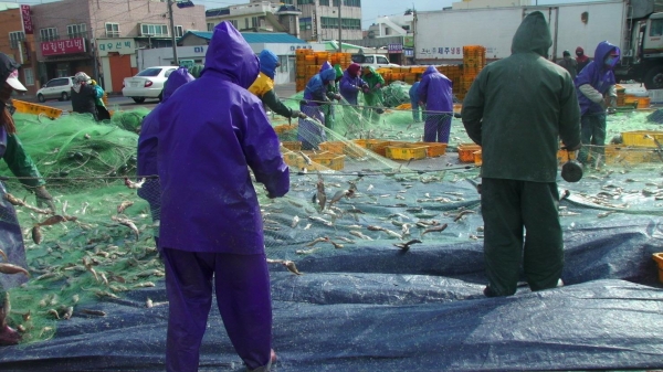오는 4월 22일부터 8월 10일까지 제주 추자도 연근해 등의 어장에서 근해자망어업중 유자망을 사용하는 경우에 한정해 약 4개월 동안 참조기 포획이 금지된다. 사진제공/제주시