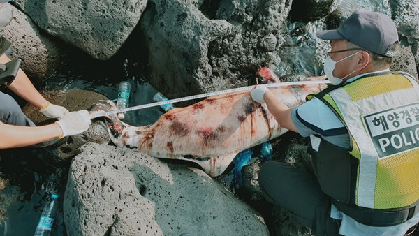지난 29일 서귀포시 대정읍 신도리 해안가에서 발견된 남방큰돌고래 사체. : 서귀포해양경찰서