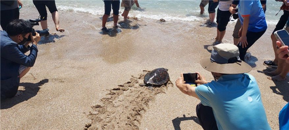 지난 8월 25일, 해수부 주최로 중문해변에서 열린 바다거북 방류 행사. 사진 : 제주자연의벗