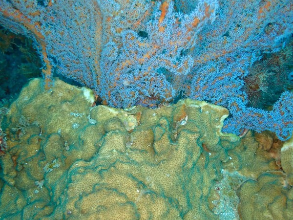 빛단풍돌산호가 둥근컵산호의 군체를 덮고 있다. 빛단풍돌산호의 확산 경향으로 볼때, 제주바다의 희귀한 바다맨드라미류와 부채산호류 서식지는 열대/아열대 경산호 서식지로 뒤바뀔 것으로 예상된다. 빛단풍돌산호 둥근컵산호. : 녹색연합