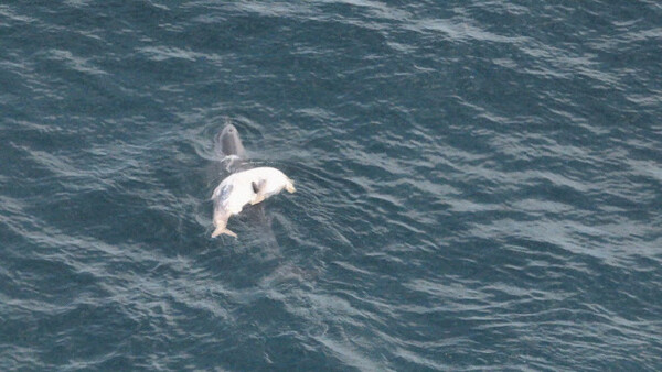 지난 13일 서귀포시 대정읍 신도리 앞바다에서 첫 발견된 이 남방큰돌고래는 ‘JTA120’으로 알려졌다. 해양동물생태보전연구소(MARC)가 만든 제주 남방큰돌고래 등지느러미 목록표의 120번째 돌고래다. 사진 : 핫핑크돌핀스