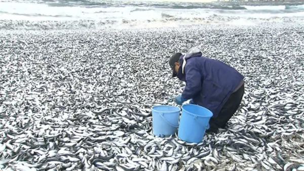 지난 7일 일본 홋카이도 하코다테 해변에서 한 남성이 폐사한 물고기를 수거하고 있다. : 홋카이도 TV 캡처