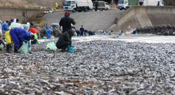 지난 7일 일본 홋카이도 하코다테 해변에 떠밀려온 물고기 사체. : 트위터