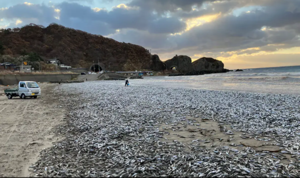 지난 7일 일본 홋카이도 하코다테 해변에 떠밀려온 물고기 사체. : X