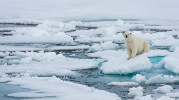 노르웨이 스발바르 북쪽 북극해 얼음 위의 북극곰. : Getty Images