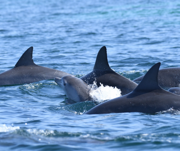 제주 연안에서 함께 이동하고 있는 성체 제주 남방큰돌고래들과 새끼 제주 남방큰돌고래. 사진 : MARC