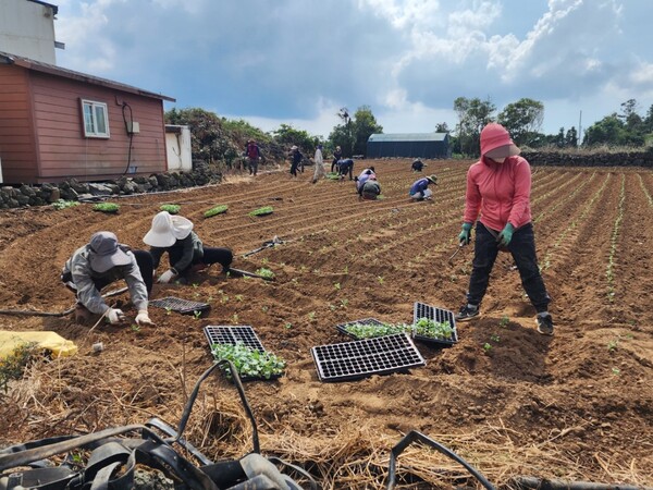 지난해 입도한 베트남 남딘성 계절근로자 농작업 모습. : 제주시